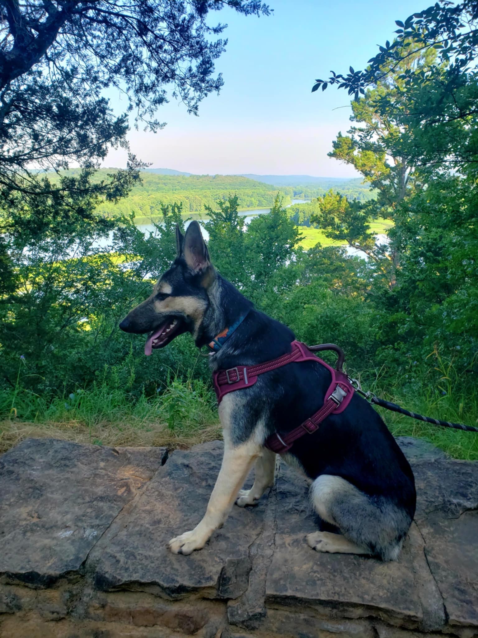 sentry-shepherds-rescue-milly